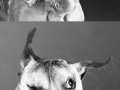 dogs_shaking_water.jpg